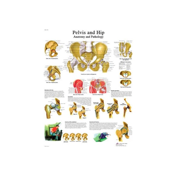 Fabrication Enterprises 3B Anatomical Chart - Hip & Pelvis, Paper 12-4617P - main
